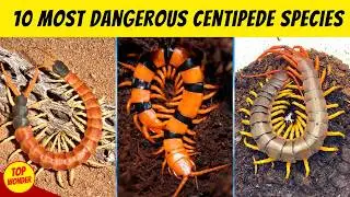 10 Most DANGEROUS Centipedes In The World