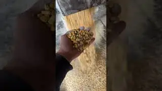 #dairygoats