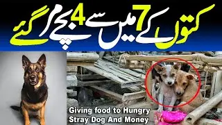 giving food to hungry stray puppies and wild money | feeding dog | dog rescued in karachi