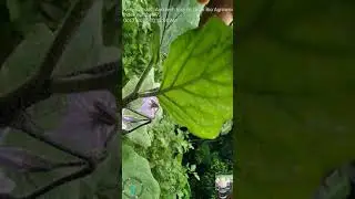 how to control white fly in eggplant