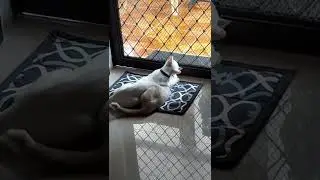 Snow & Whitey (from ENEMIES to LOVERS 💕) Part 1