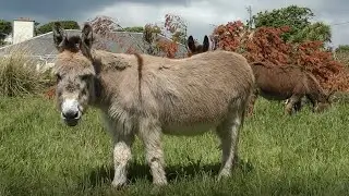 curious donkeys in Connemara on the west coast of Ireland in 4k