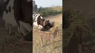 #animals #automobile #donkey #funny #horse