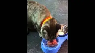 Our hungry fat tabby cat