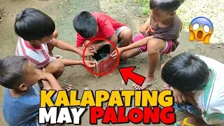 SUPER HIGH BREED NA KALAPATI MAY PALONG SA ULO WATDAPAK!