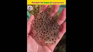Baby Frog Unique Defence System #shorts #facts
