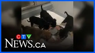 Eleven puppies left outside Regina&rsquo;s Humane Society