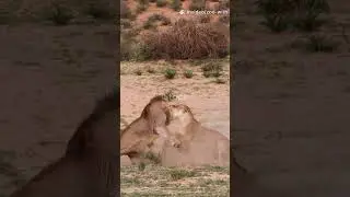 🦁❤️🦅 Lioness Saves Trapped Eagle | Unbelievable Wildlife Rescue Caught on Camera! #ZooWithCashDaddy