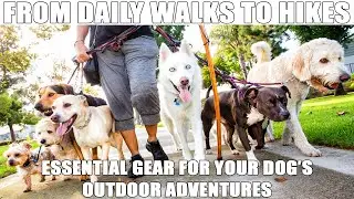 From Daily Walks to Hikes: Essential Gear for Your Dog&rsquo;s Outdoor Adventures