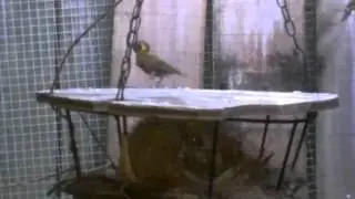 Tomeguin del Pinar hembra hechada en el nido