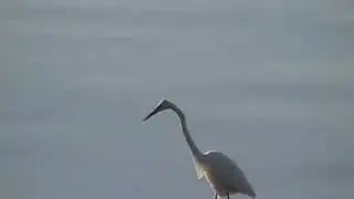 Great Egret eats 2 fish