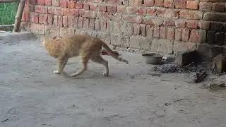 funny cat pranks/cat vs car challenge