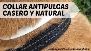 Collar antipulgas casero