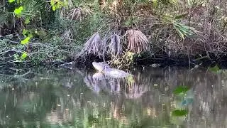 John Chestnut Park, in Palm Harbor, Florida