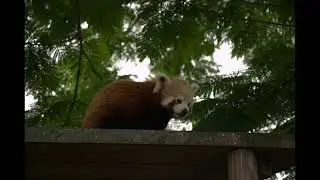 Wildlife HQ Red Panda Walking