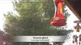 Hummingbird in back yard
