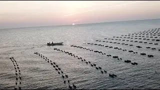 What is the Shellfish Growers Climate Coalition?