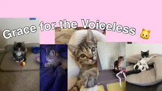 What is grace for the Voiceless