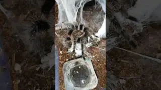 My spider laid eggs!! #shorts #arachnid #spider #tarantula #viralshorts #tiktok #spiders #eggs