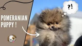 ON ADOPTE UN CHIOT POMERANIAN!  😍