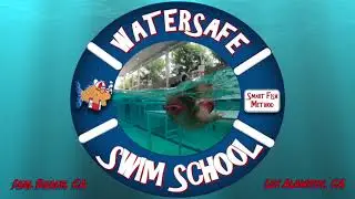 Smart Fish Introduction to the Body Dolphin