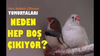 Hint Bülbülü Yumurtaları NEDEN BOŞ ÇIKAR ? NEDEN YAVRU OLMAZ ?