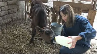Leche BRONCA de vaca -Alma Coronel