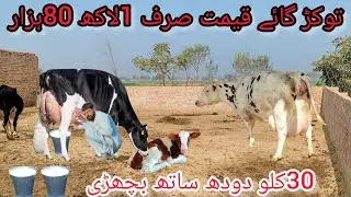 Cholistani Friesian cross cow for sale on YouTube in Pakistan | 24 January 2026