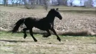 WOW!!  Siletta - Friesian x Morgan mare www.Friesiansporthorses.com