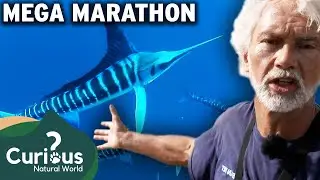 Ocean Vet's Marine Satellite Tagging to Tiger Shark Rescues  | Curious?: Natural World