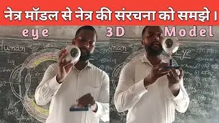 3D model of human eyes! Structure and function of human eyes! Understand the human eye from the m...