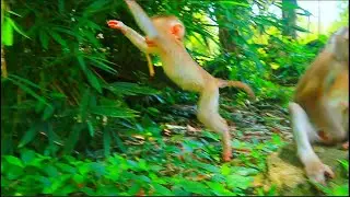 Jacee really fun to jump and climb with the bamboo alone without giving up, she try to stood again