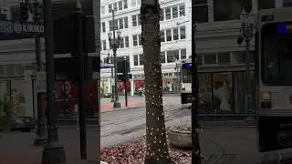 TriMet MAX Light Rail passing by