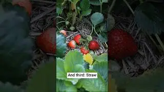 🍓It took me 3 years and A LOT of experimentation but I'm finally getting tons of Strawberries 😍