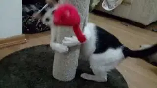 Floqs pole dancer
