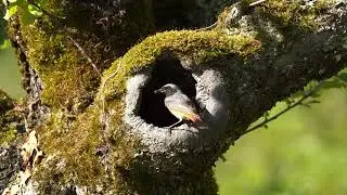 Redstart(Phoenicurus phoenicurus)male, bring food to his baby's - 4K VIDEO, Nature, Birds, Wildlife