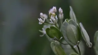 Ярутка полевая (Thlaspi arvense)