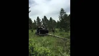 Chipping Lodgepole Pine