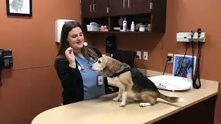 How to Give Oral Medication to Your Dog