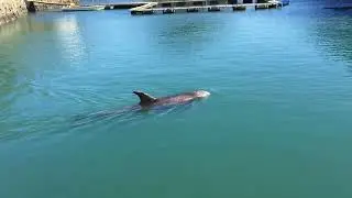太地町立くじらの博物館Taiji Whale Museum（クジラのプール）　和歌山県太地町