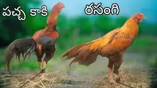 #KVR BREEDES#8142260581#bhimavaram chicks#peru cross chicks#chicks#patta punjulu#birds#chicken#viral