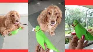 Today Is First Day Of Shravan 2025 I Brought Toy For Brownie #first