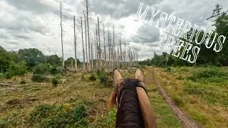Trail Riding Drents-Friese Wold National Park | STUNNING Dutch Nature, Wild Cows en Mysterious Trees