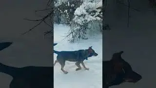 Хороший морозец...#курск #зима #лесной #dog