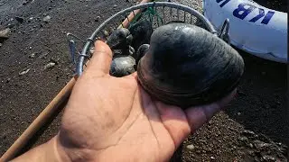 Quahogs/Clams Harvesting in Massachusetts!