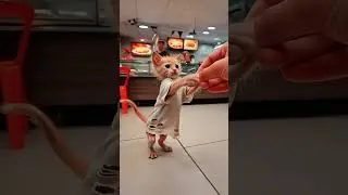 The Hardworking Cat: A Touching Story of Determination and Hope