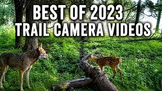 Best Trail Camera Videos of the Year (2023) - Trail Cam Videos