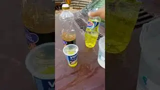 como acabar com pulg&atilde;o colchonilha mosca branca  formiga em suas plantas#shorts