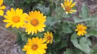 Balsamroot at Derby Canyon