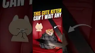 കുഞ്ഞി പൂച്ചക്ക് പ്രീയപ്പെട്ട പൂന്തോട്ടം 😍 this cute kitten loves garden #tamil #trend #viral